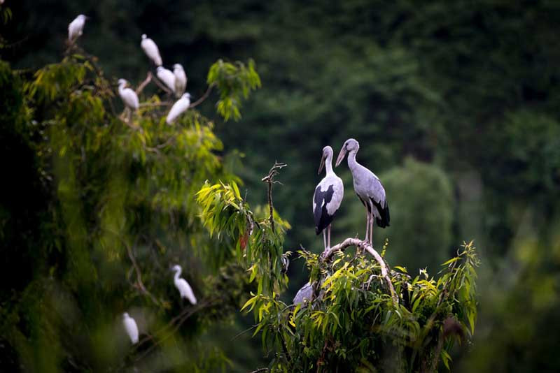 Thung Nham Bird Garden