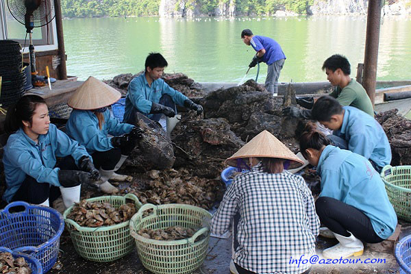 Tung Sau Pearl Farm