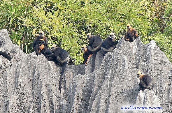 Macaque monkeys,in Cat Ba National Park 